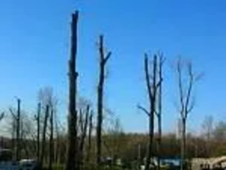 Szanuj drzewa, nie ogławiaj