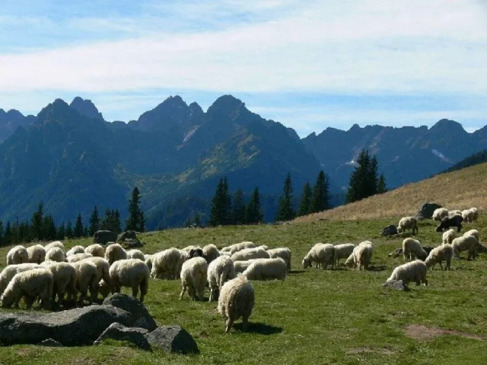 Spotkanie informacyjno-szkoleniowe dotyczące zagadnień pasterskich „Karpaty łączą - Redyk Karpacki 2