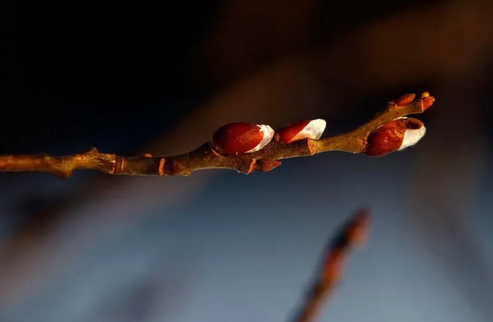Zapowiadają się rekordowe Święta Bożego Narodzenia pod Tatrami