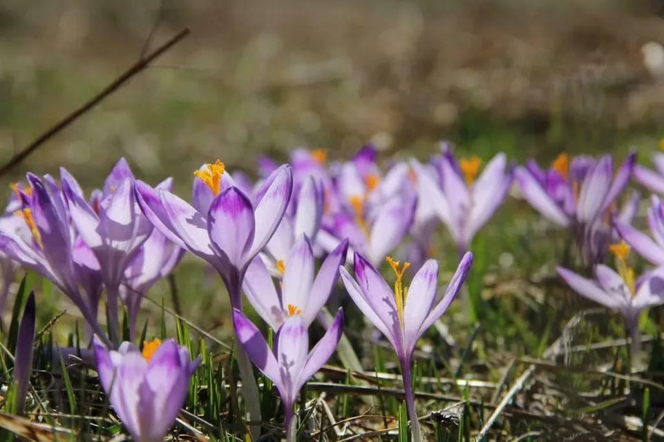 Już za kilka dni Wielkanoc - goście liczą na warunki narciarskie, ale i na doliny pełne krokusó