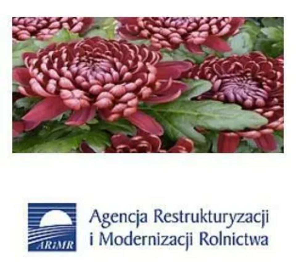 Pomoc dla producentów i sprzedawców chryzantem