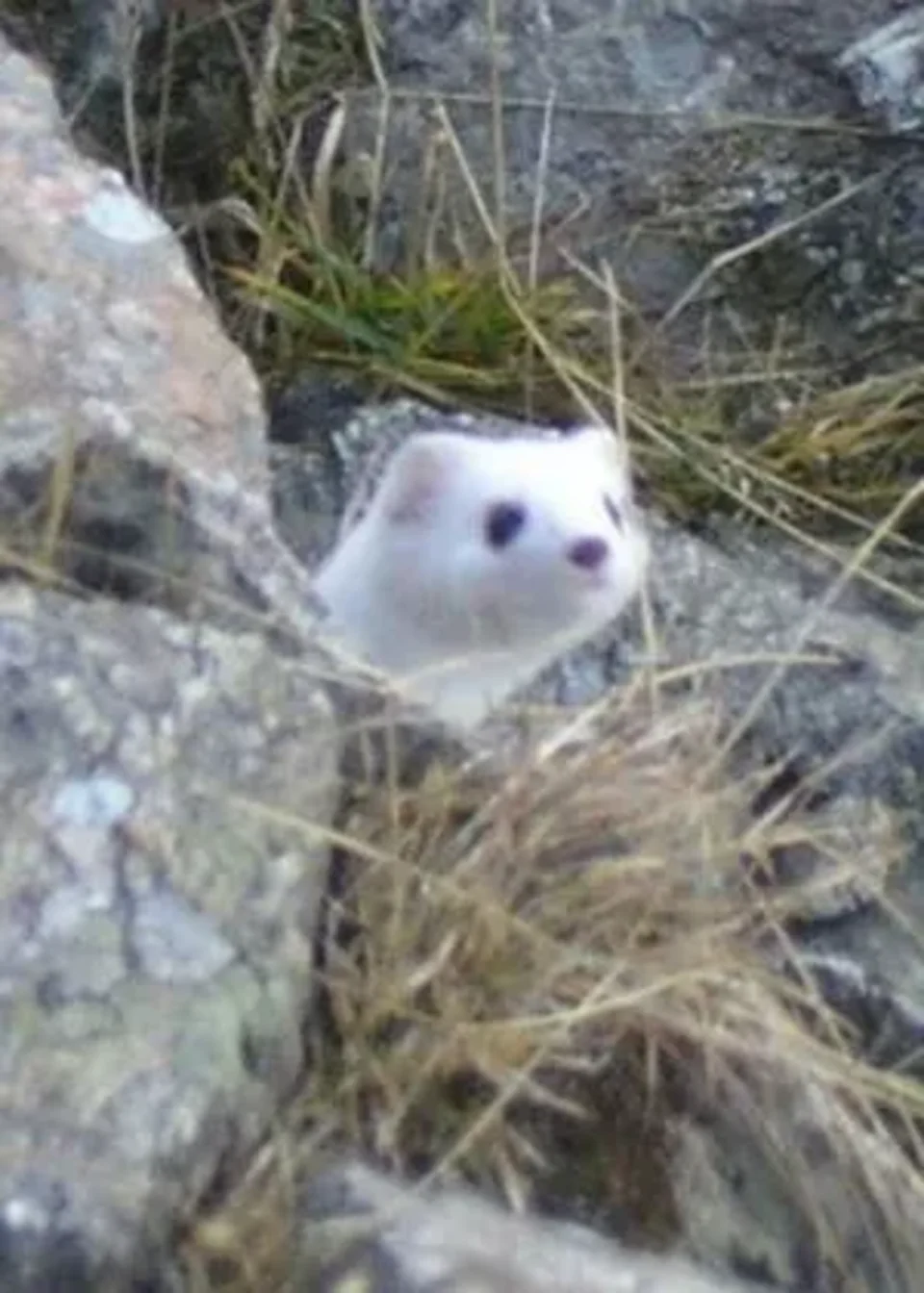 Gronostaj