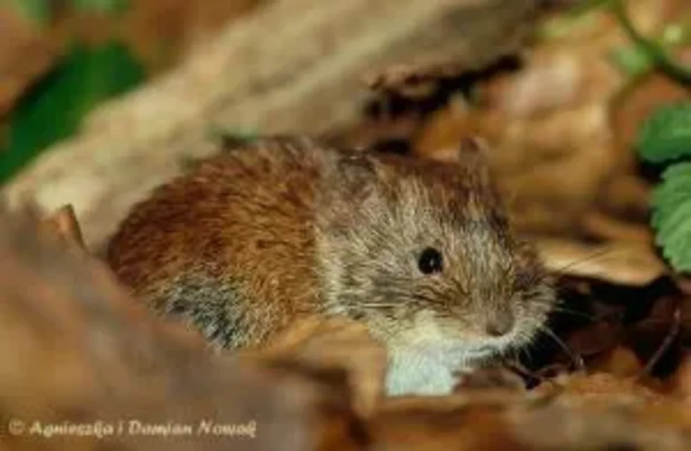 Nornica ruda