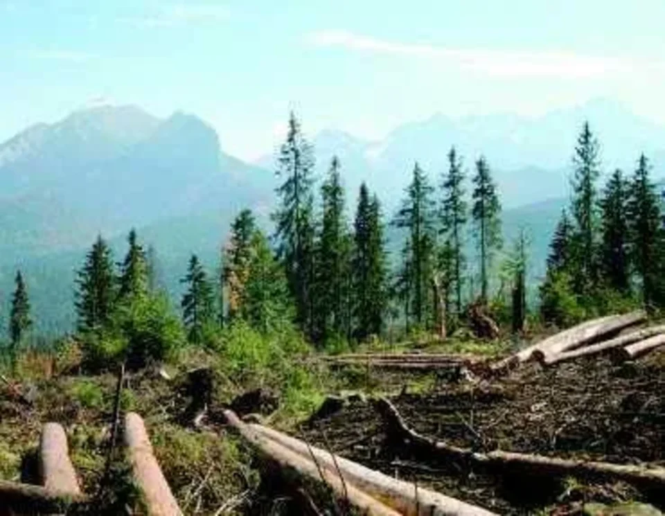 Tatry porosną młode jodły, buki i jarzębiny