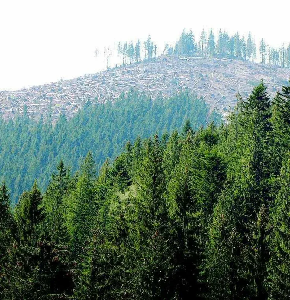 Kornik żre świerki