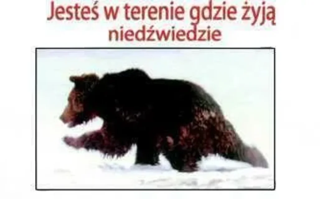 Niedźwiedzie nie polują na turystów