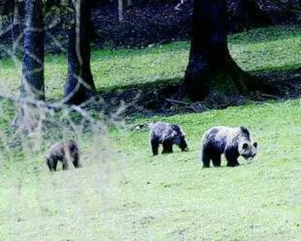 Nie było spotkania z misiem