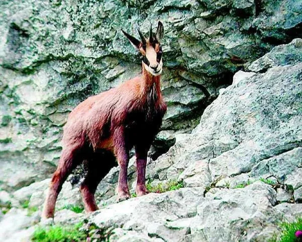 Capy na grani