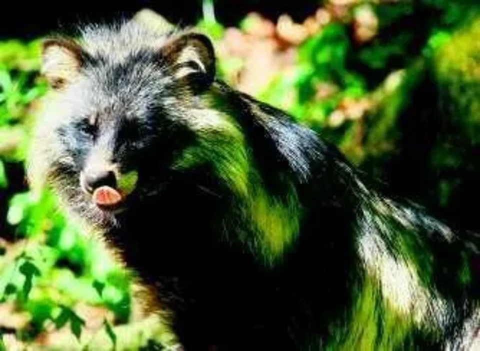 Jenoty i norki mogą zagrozić faunie w Tatrach