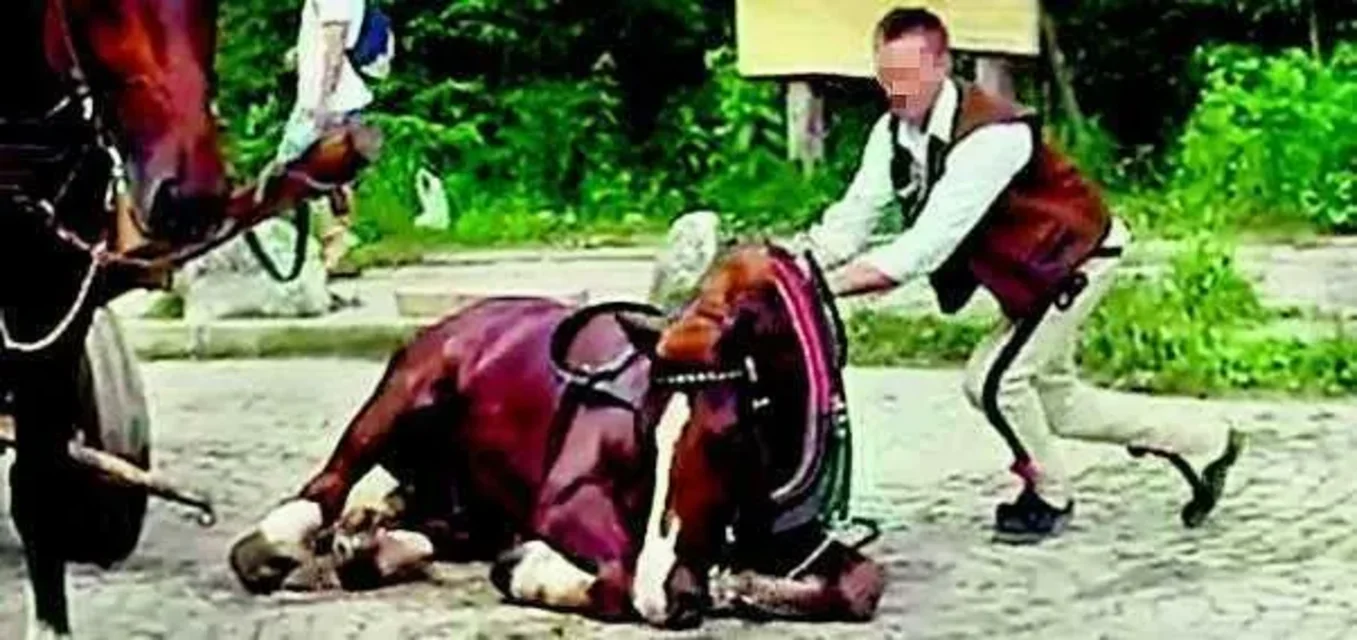 Właściciel konia: był jak członek rodziny...