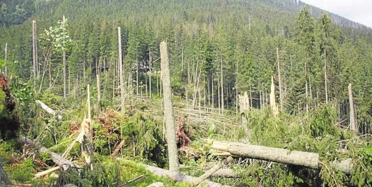 Kornik zaatakował rejon Kasprowego Wierchu