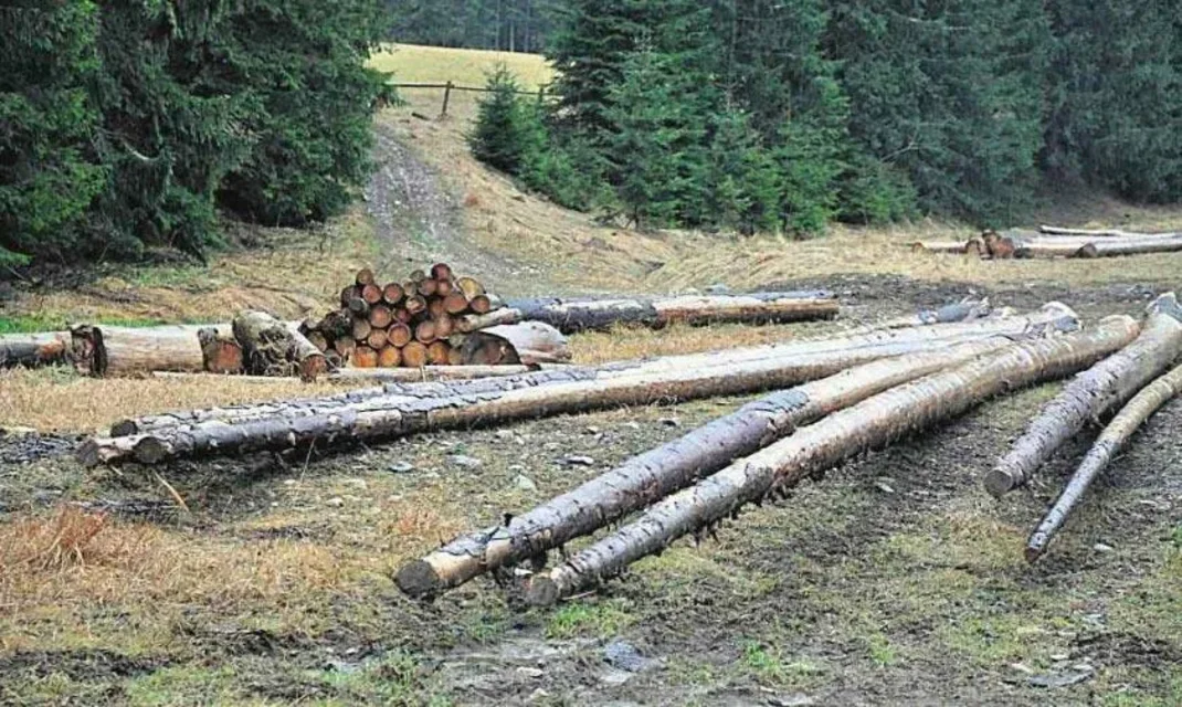 Zrywka drzewa przed zimą