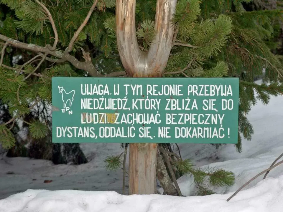 Miśki słodko śpią… czasem nieopodal szlaków…