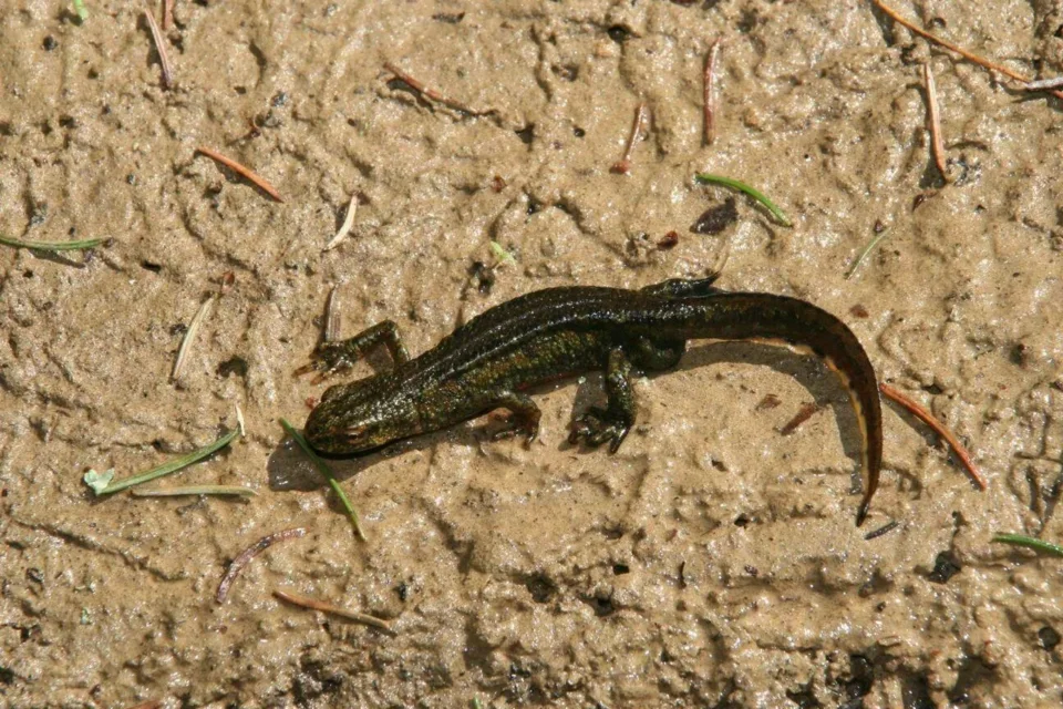 Spis powszechny w TPN