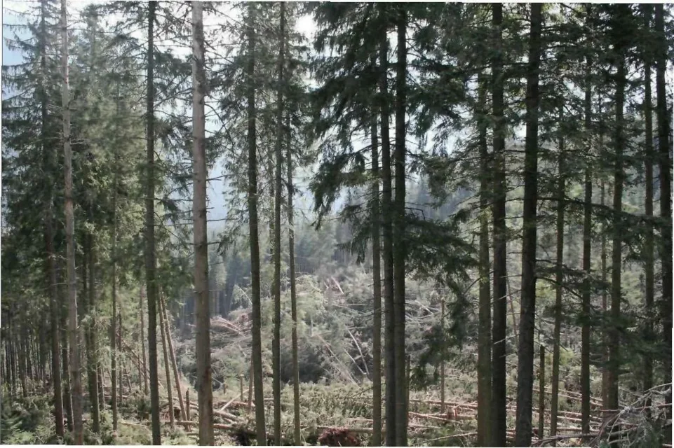 TPN przypomina - na terenie parków obowiązuje zakaz zbierania runa leśnego