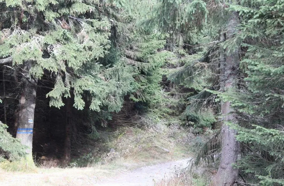 Tatrzańskie zwierząta przygotowują się do zimy
