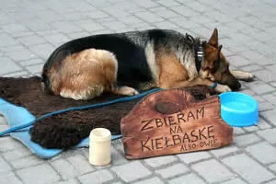 Piesek wciąż żebrze