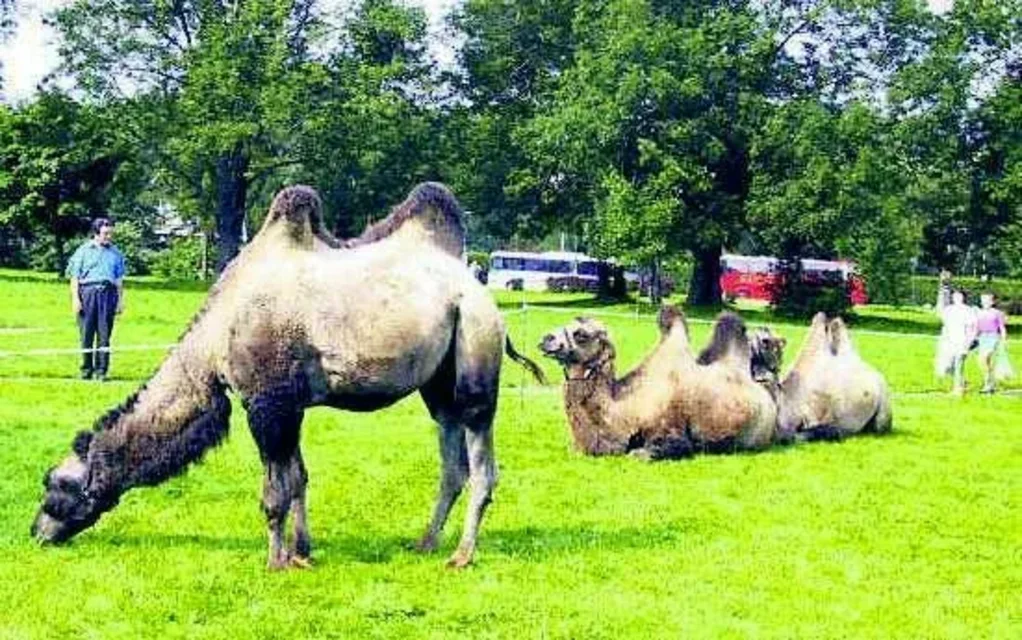 Nawet wielbłądy chodzą dziś po Krupówkach