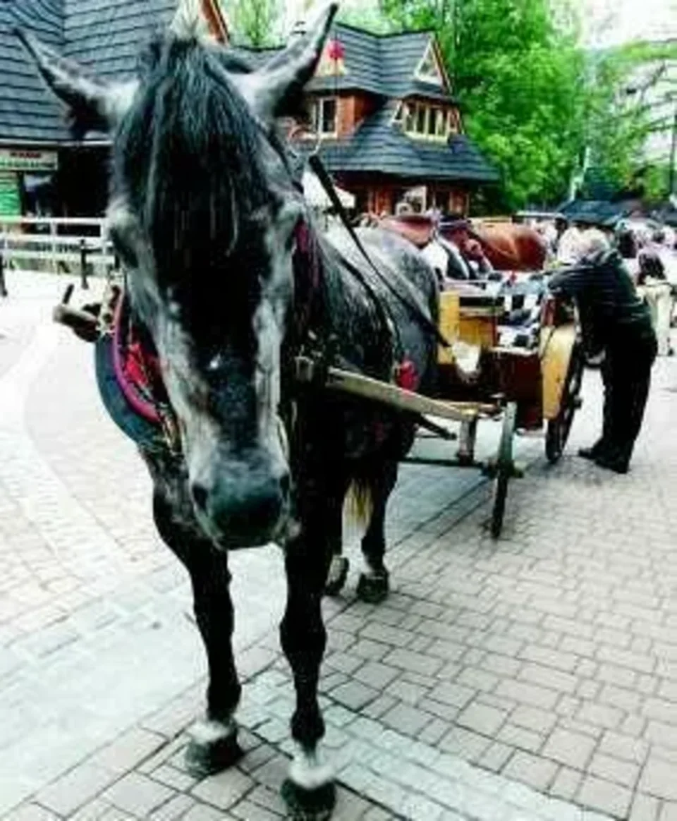 Letnie kino połączy Sopot i Zakopane