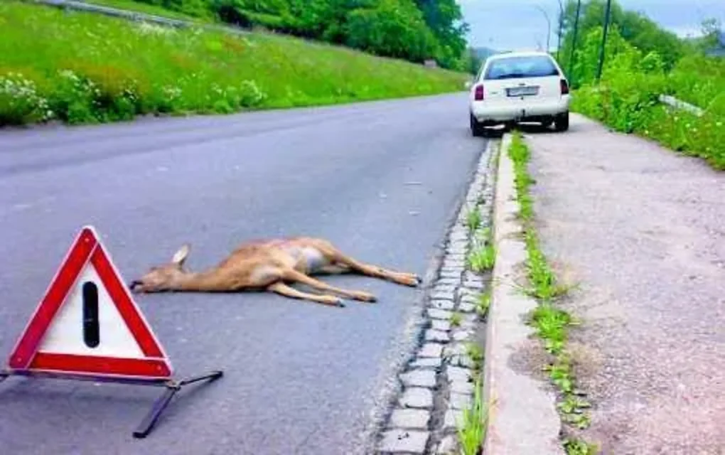 Dzikie zwierzę pod kołami