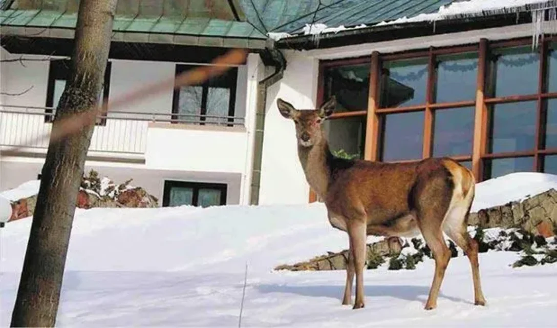 ZAKOPANE. Turyści przy śniadaniu mogą oglądać spore stadko pasących się łań