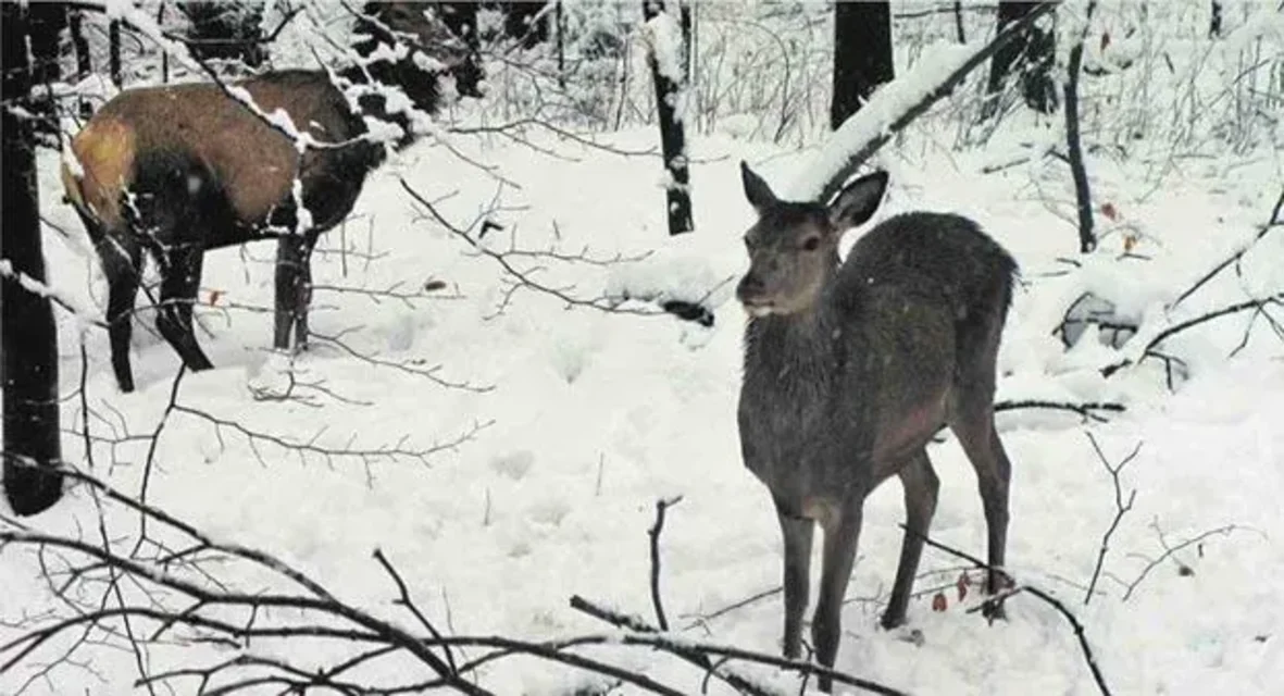 ZAKOPANE. Łanie pasą się w centrum miasta. Nie powinniśmy ich dokarmiać