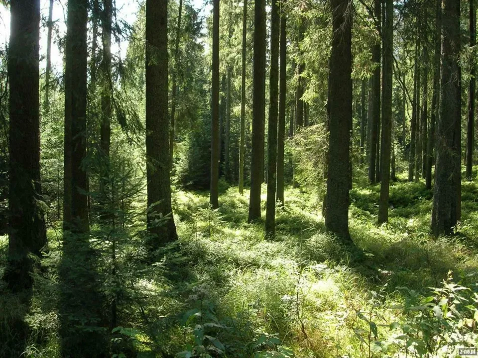 Tajemnicze zwłoki pod Krokwią