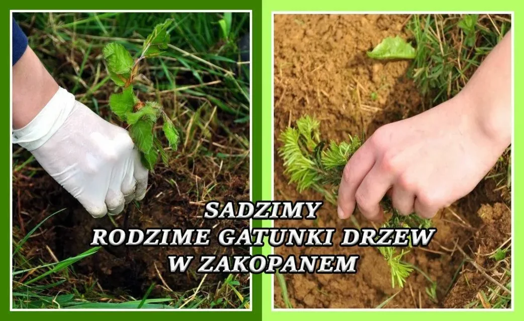 Sadzimy rodzime gatunki drzew w Zakopanem